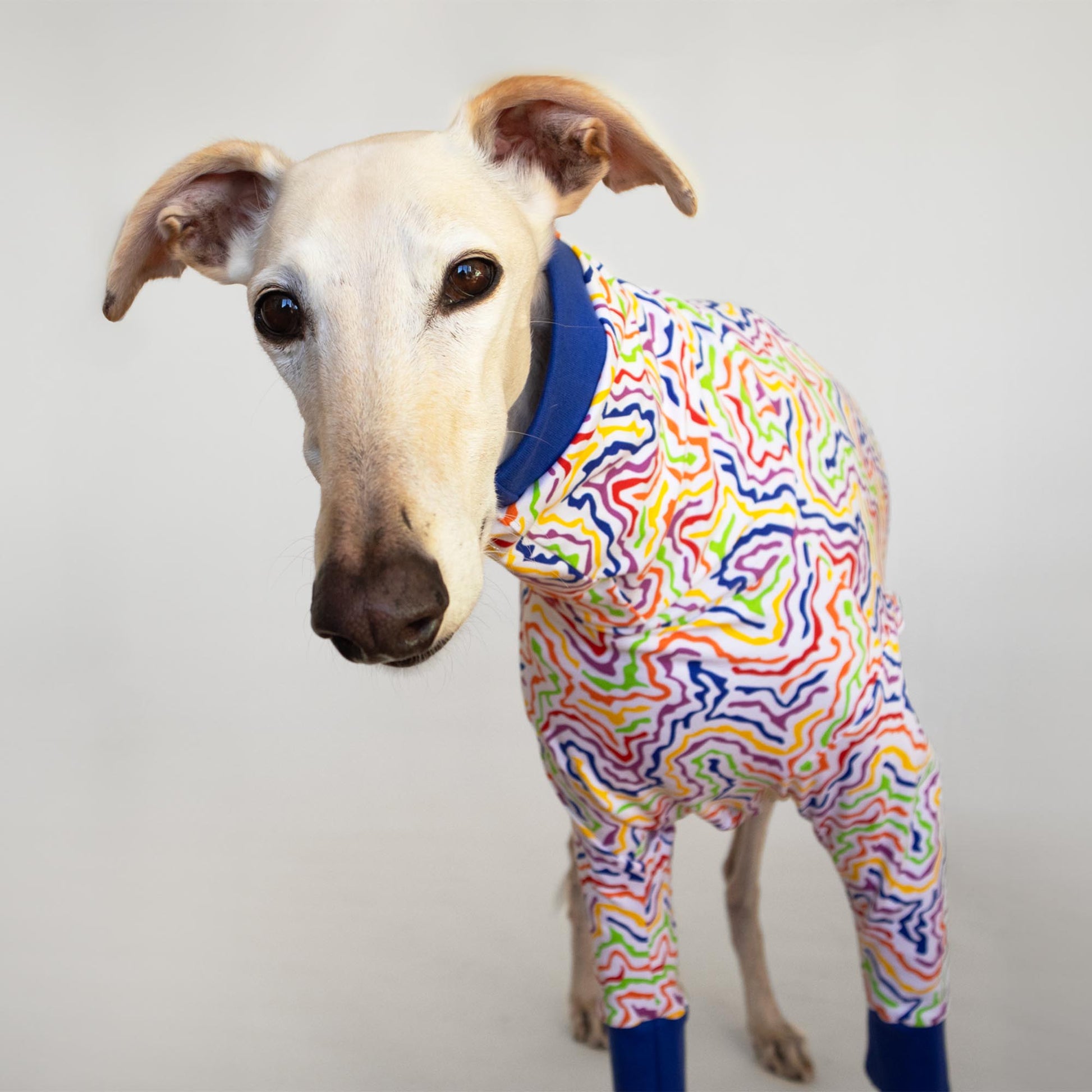 ropa galgo camiseta manga larga arcoiris electrico onda dogs greyhound clothes