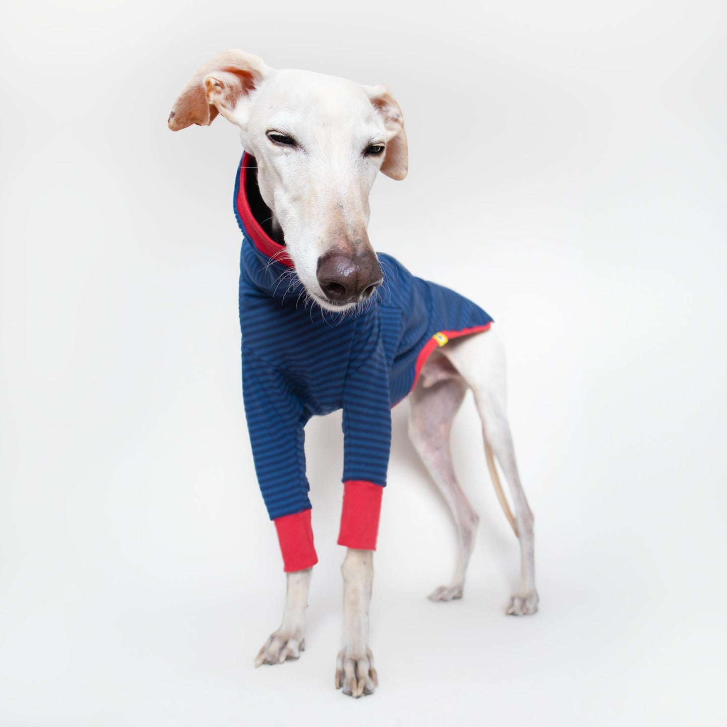 ropa galgo camiseta manga larga azul clasica onda dogs greyhound clothes