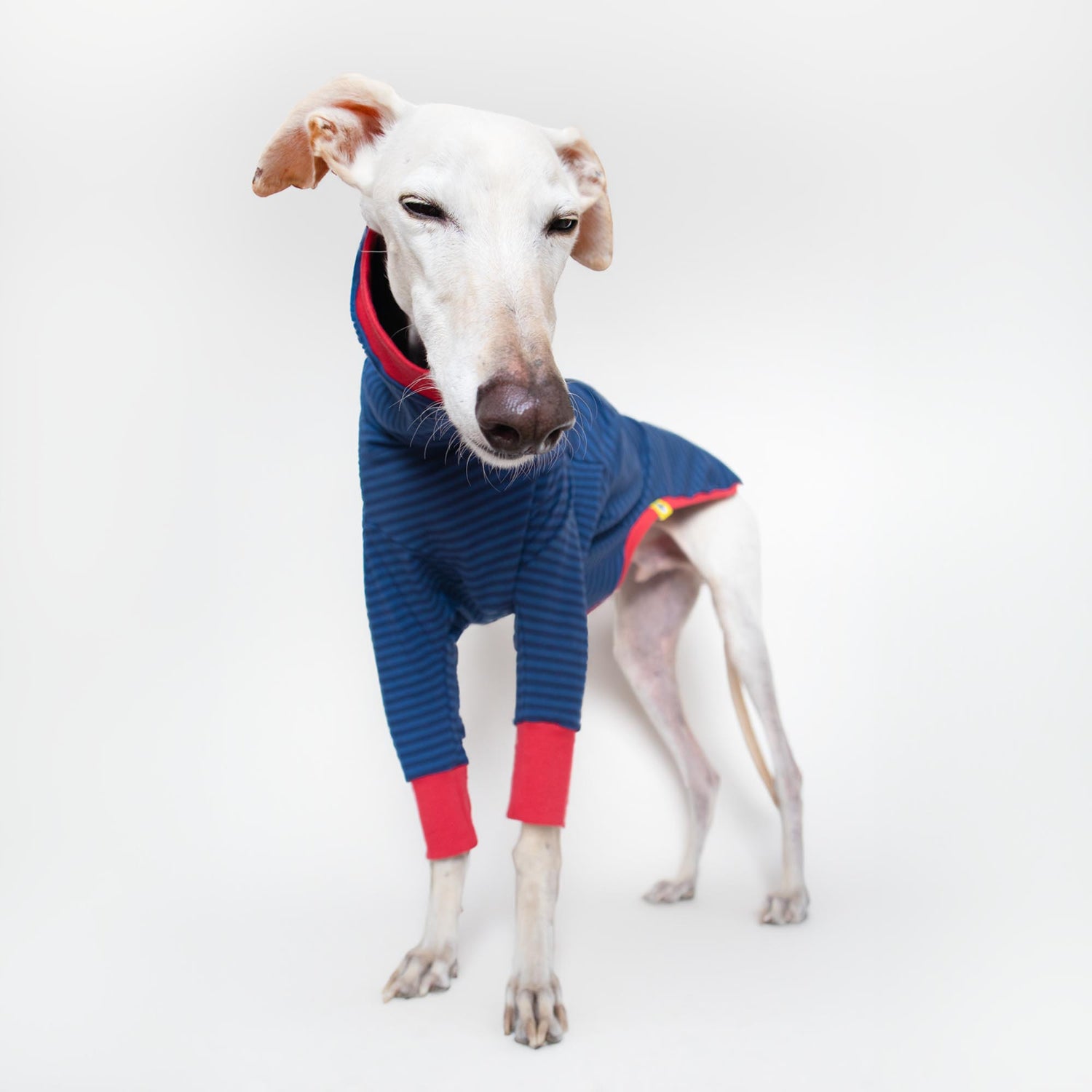 ropa galgo camiseta manga larga azul clasica onda dogs greyhound clothes