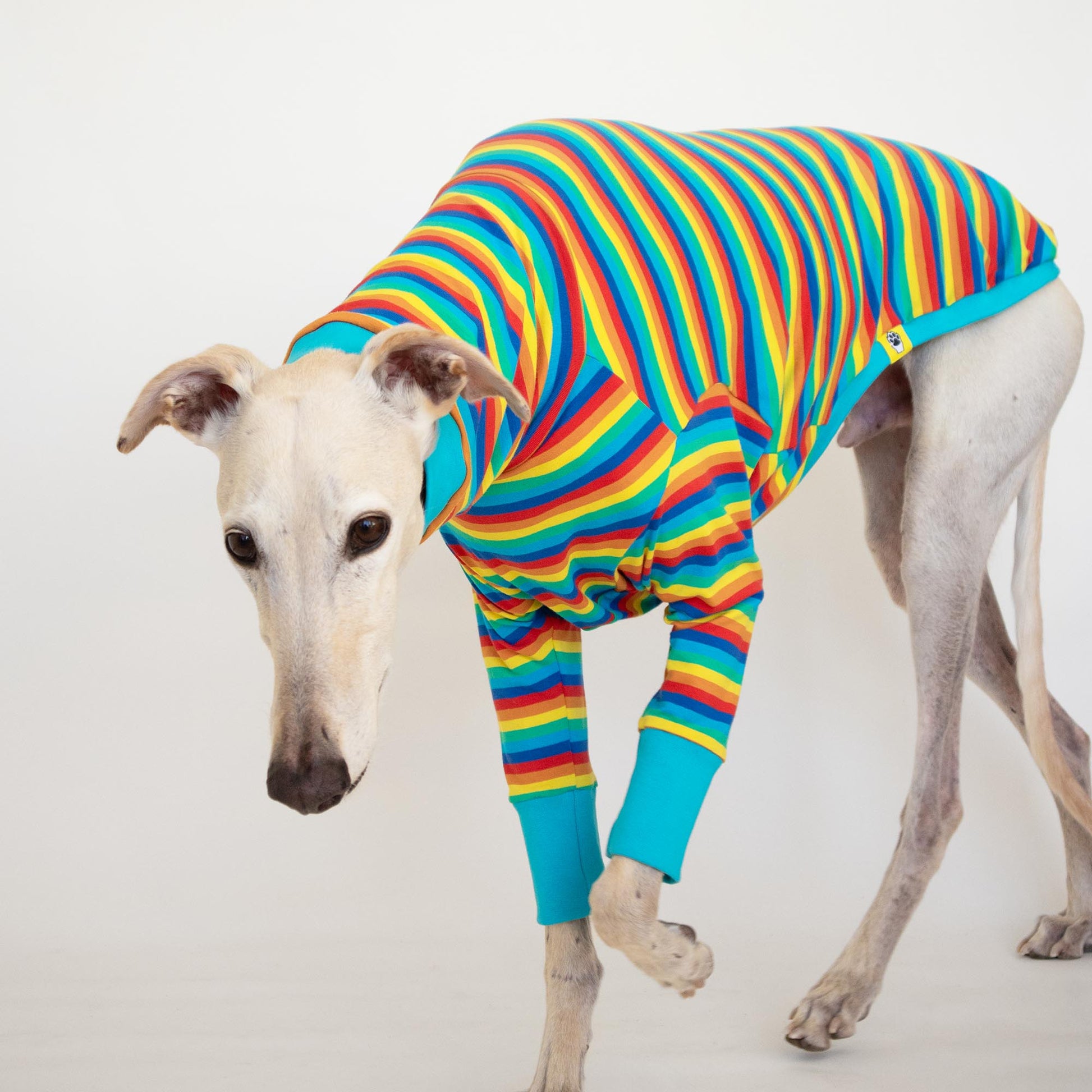 ropa galgo camiseta manga larga pitufa arcoiris onda dogs greyhound clothes