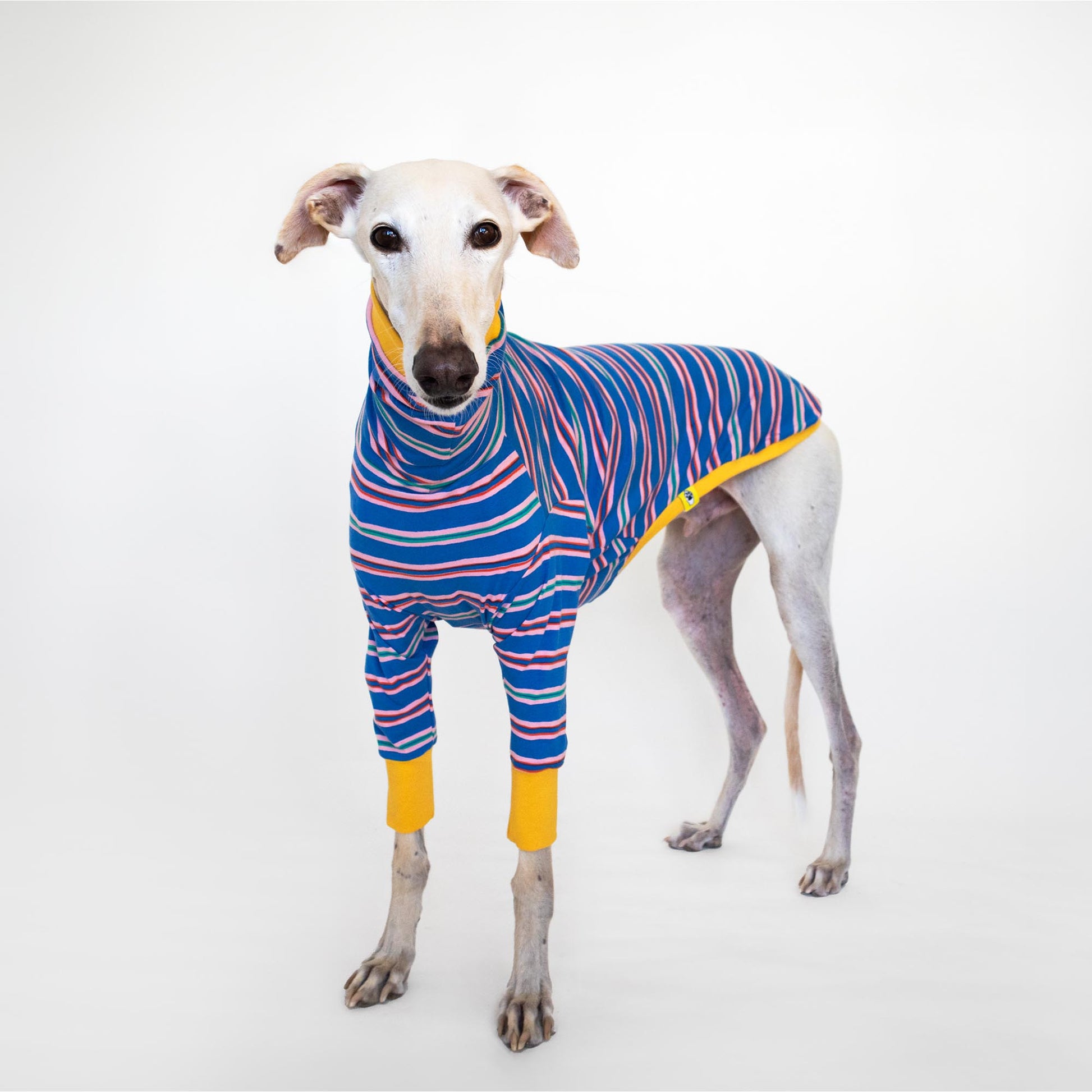 ropa galgo camiseta manga larga solar pop onda dogs greyhound clothes