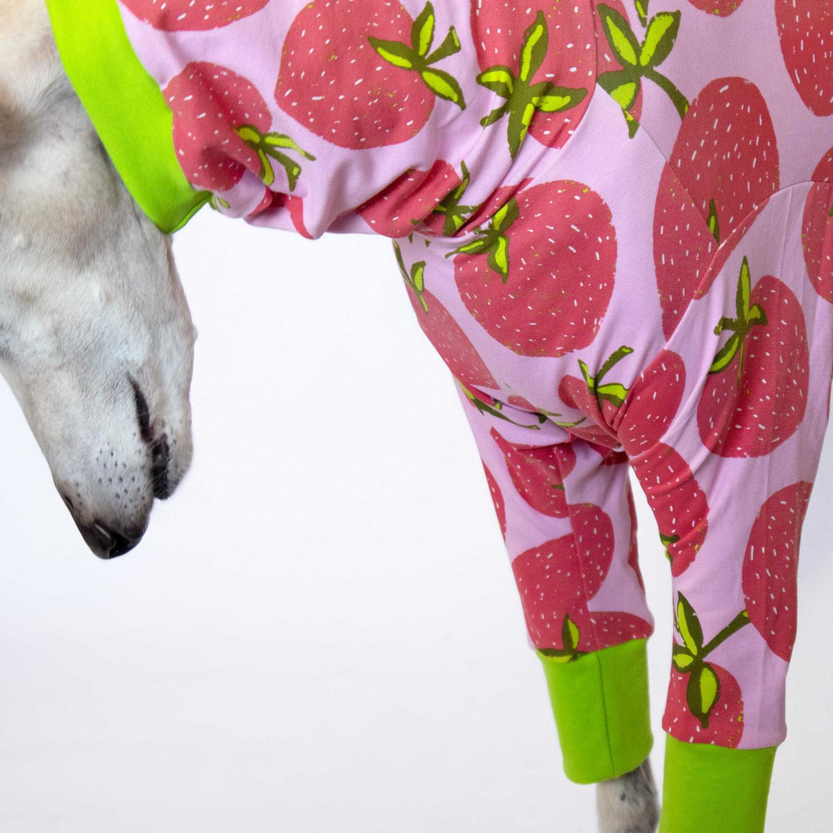 Primer plano de la ropa Fresa para galgos, mostrando el ajuste en el pecho y las mangas largas