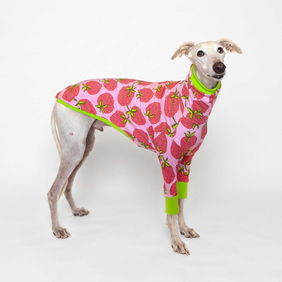 Galgo color crema con ropa Fresa de manga larga, estampado de fresas rosas y puños verde lima