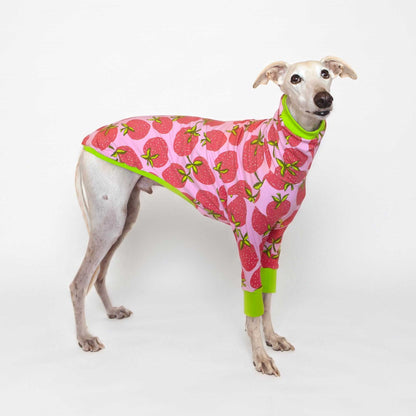 Galgo color crema con ropa Fresa de manga larga, estampado de fresas rosas y puños verde lima