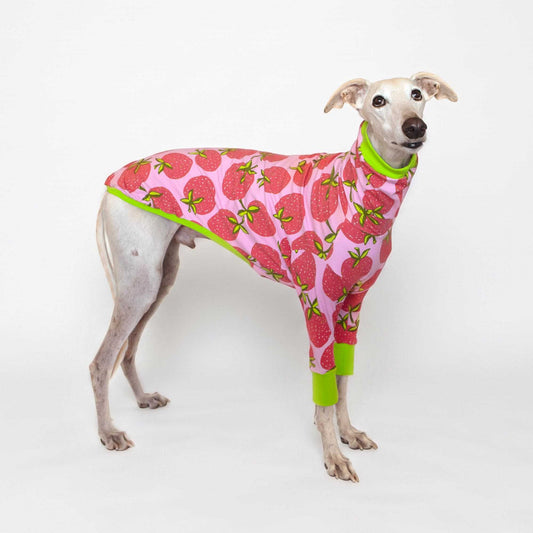 Galgo color crema con ropa Fresa de manga larga, estampado de fresas rosas y puños verde lima