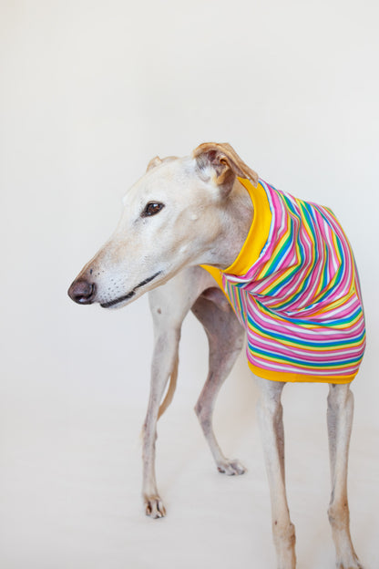 ropa para galgo camiseta manga corta chicle onda dogs