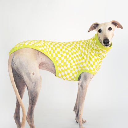 ropa galgo camiseta manga corta lima-limon onda dogs greyhound clothes