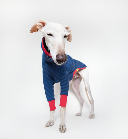 ropa para galgo camiseta manga larga azul clasica onda dogs
