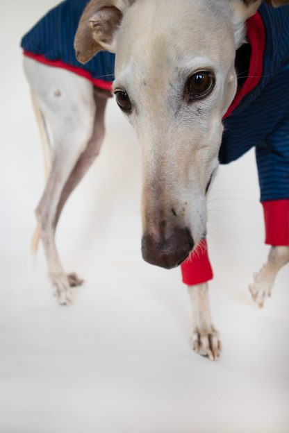 ropa para galgo camiseta manga larga azul clasica onda dogs